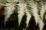 Painted Ferns