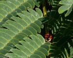 Ladybug Emerging