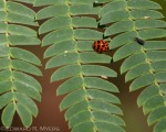Ladybug and Bug